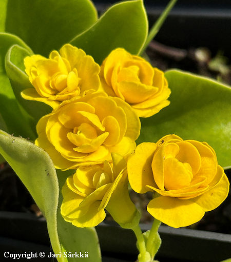 Primula x pubescens 